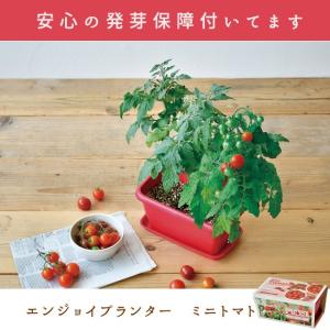 エンジョイプランター ベジ ミニトマト 栽培セット 発芽保障
