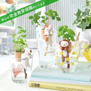 40％OFF Shippon しっぽん 栽培キット 発芽保障  ワイルドストロベリー クローバー バジル  香草  栽培セット 秋｜p-comfort