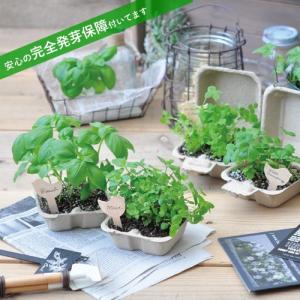 バード&ガーデン 栽培キット 発芽保障  ワイルドストロベリー