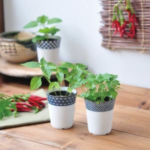 染付小紋薬味小鉢 発芽セット 発芽保障 しそ とうがらし