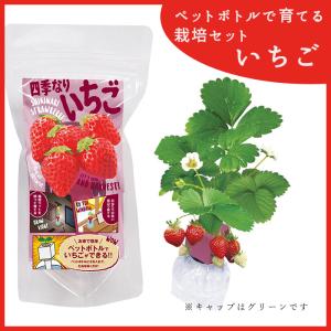 栽培キット 栽培セット 薬味 種 三つ葉 しそ 種 とうがらしの種 ヤクミ 家庭菜園 キッチン 栽培 紫蘇 唐辛子 とうがらし シソ P 花ギフト 贈り物 アンプール 通販 Yahoo ショッピング