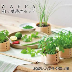 40％OFF曲げワッパ 和っ葉 栽培セット 三つ葉 水菜