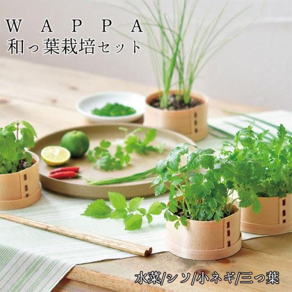 40％OFF曲げワッパ 和っ葉 栽培セット 三つ葉 水菜 小ネギ シソ 発芽保障 鉢植え  ガーデニ...