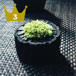 備長炭 サイズ中 運気アップ 炭苔インテリア 消臭