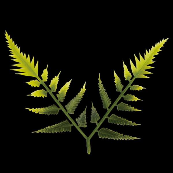 料理飾り おせちウラジロ 二又 KK-108 (巾80 高さ75 材質PE) 500個