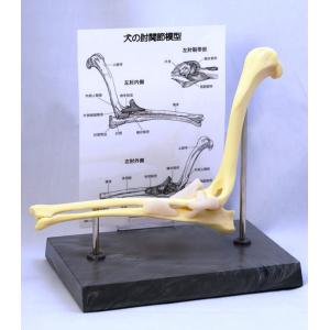 anifull（アニフル） 【anifull 公式】 保定のできる猫型採血