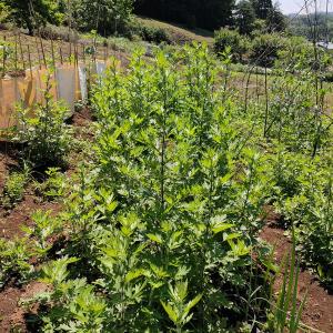 よもぎのお茶 国産無農薬天日干し 無添加 デトックスの詳細画像1