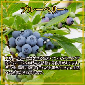 ブルーベリー ルテイン 約3ヵ月分 メグスリノ...の詳細画像2