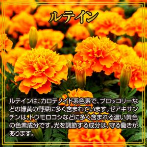 ブルーベリー ルテイン 約3ヵ月分 メグスリノ...の詳細画像3