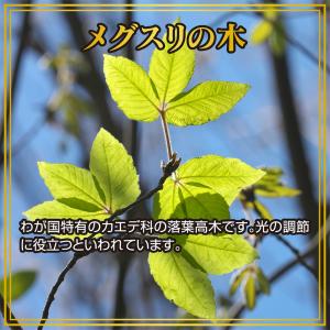 ブルーベリー ルテイン 約3ヵ月分 メグスリノ...の詳細画像4