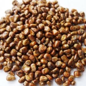粒コーン茶 とうもろこし茶 1kg 煮出し用 ...の詳細画像1