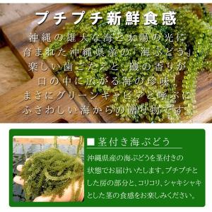 産地直送 海ぶどう(茎付き)50g×2袋 沖縄...の詳細画像1