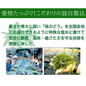 産地直送 海ぶどう(茎付き)50g×2袋 沖縄...の詳細画像2