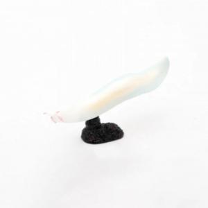FP-208 ピカイア ミニモデル 77208 ...の商品画像