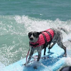 犬用 ライフジャケット 救命胴衣 浮き輪 ライ...の詳細画像2