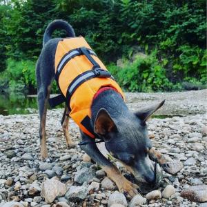 犬用 ライフジャケット 救命胴衣 浮き輪 ライ...の詳細画像4