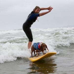 犬用 ライフジャケット 救命胴衣 浮き輪 ライ...の詳細画像5