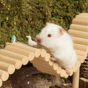 ハムスター用 はしご ブリッジ 階段 変形 遊...の詳細画像5
