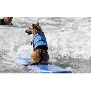 ペット ライフジャケット 犬用 救命胴衣 水遊...の詳細画像1