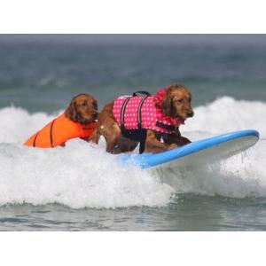 ペット ライフジャケット 犬用 救命胴衣 水遊...の詳細画像3