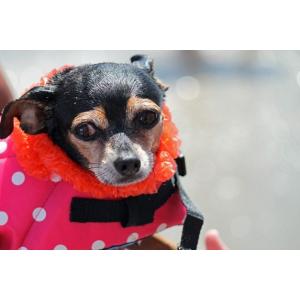 ペット ライフジャケット 犬用 救命胴衣 水遊...の詳細画像4