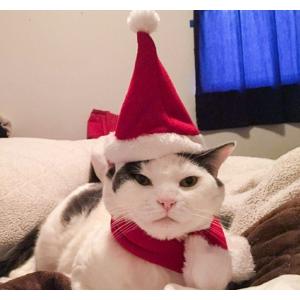 ペット 服 ハロウィン クリスマス ドッグウェア 犬服