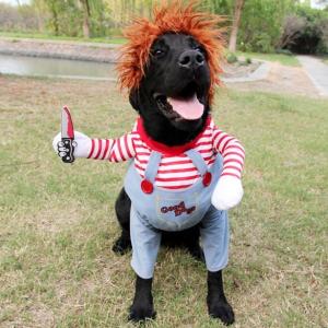 チャッキー チャッキー 変装 犬 ハロウィン ...の詳細画像3