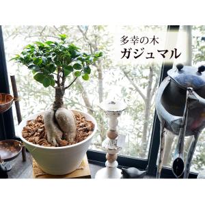 ガジュマル ギフト 幸福の木 多幸の樹 プレゼ...の詳細画像1