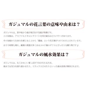 ガジュマル ギフト 幸福の木 多幸の樹 プレゼ...の詳細画像2