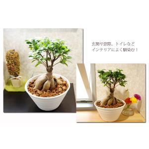 ガジュマル ギフト 幸福の木 多幸の樹 プレゼ...の詳細画像3