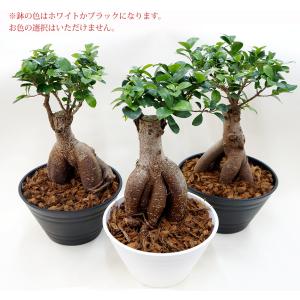 ガジュマル ギフト 幸福の木 多幸の樹 プレゼ...の詳細画像4