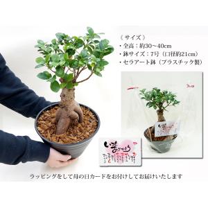 ガジュマル ギフト 幸福の木 多幸の樹 プレゼ...の詳細画像5