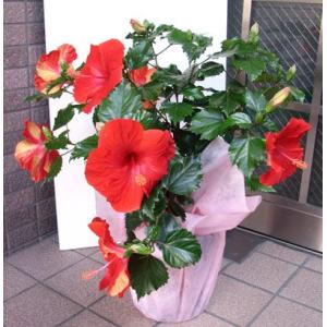 フウリンブッソウゲ ハイビスカス原種 ハイビスカス 苗 フウリンブッソウゲ 1株 風鈴仏桑花