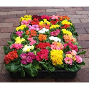 クリスマスローズ 原種 チベタヌス 3年生実生苗（甘粛省）H