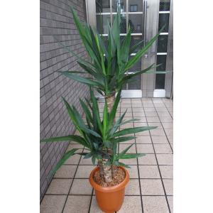観葉植物 ドラセナ 青年の木（ユッカ）110cm : 花の助 - 通販 - Yahoo