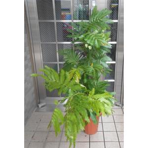 エバーフレッシュ 7号 空気清浄の木 夜眠る 観葉植物 ガーデニング