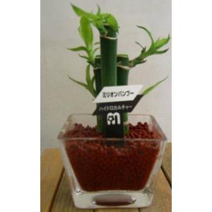 フラワーショップ パレット ハイドロカルチャー Yahoo ショッピング