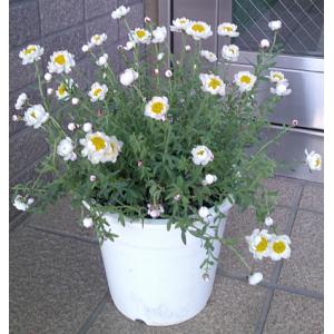 マーガレット（白）花鉢 5号 : フラワーショップ パレット