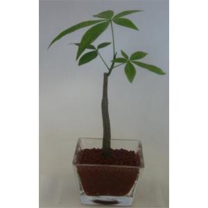 フラワーショップ パレット ハイドロカルチャー Yahoo ショッピング