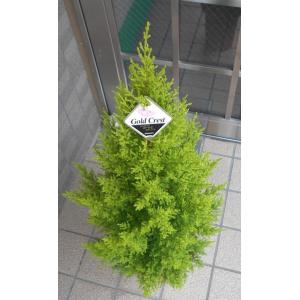 高さ約100cmの ゴールドクレスト【七号鉢】の詳細画像1