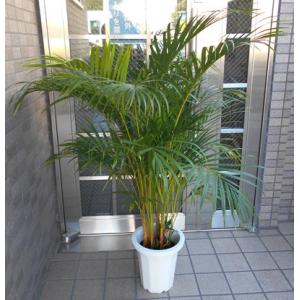 ワシントンヤシ 8号 観葉植物 ワシントニア シラガヤシ 大鉢 鉢植え