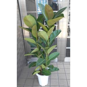 現品　フィカス　ゴムの木　バーガンディ　1番　インテリアグリーン　人気　観葉植物 現品 フィカス ゴムの木 バーガンディ 45番 インテリアグリーン