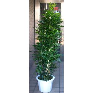 観葉植物 現品 希少 フィカス エラスティカ アポロ （アポロゴム