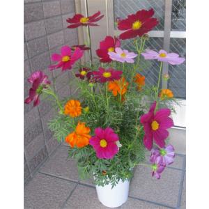 オレンジ色のデンマークカクタス : フラワーショップ パレット - 通販