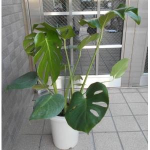 人気の観葉植物モンステラ（六号鉢）
