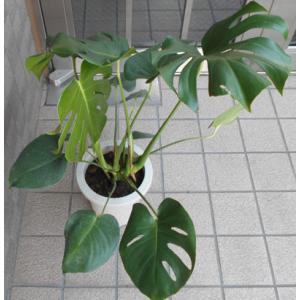 人気の観葉植物モンステラ(六号鉢)の詳細画像1
