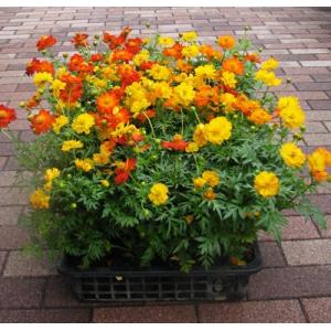 黄花コスモスの苗（キバナコスモス）