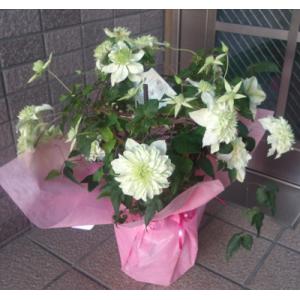 母の日 Mother's Day 胡蝶蘭【マザーチーク】5号鉢 2本立ち 陶器鉢