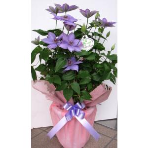 みんなに好かれる人気のお花♪　八重咲き紫クレマチスの花鉢 送料無料ギフトです。