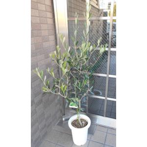 hplf22.　オリーブの木souju『ピクアル』８号　特大苗木最高等級 おしゃれ 観葉植物：オリーブの木 ピクアル 8号*現品8 SOUJU 創
